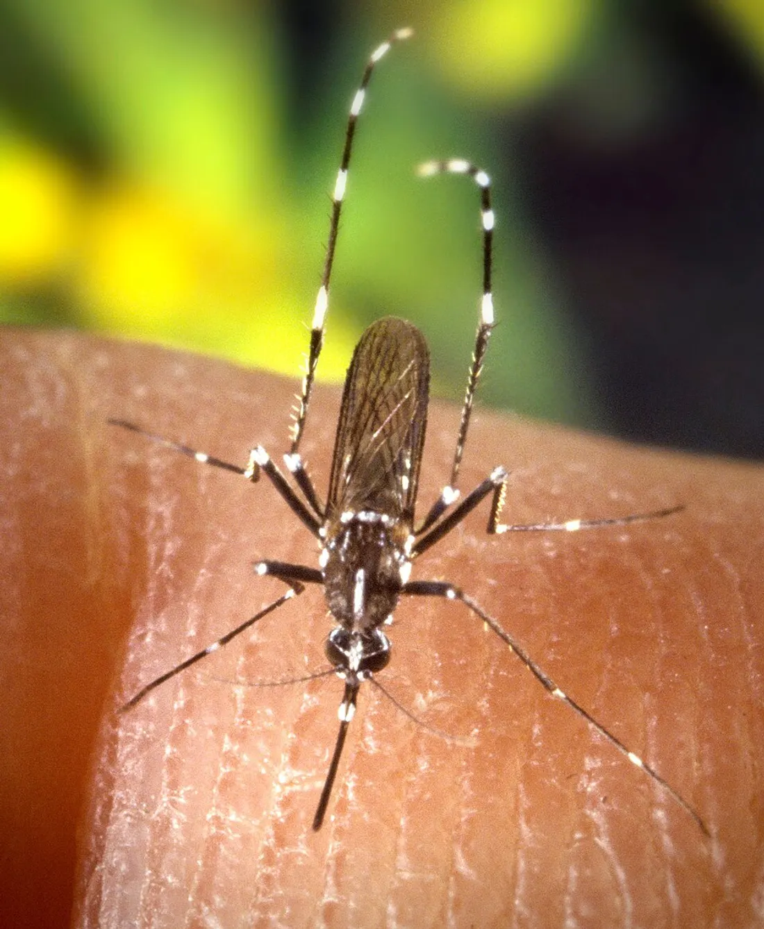 Moustique tigre (Aedes albopictus) en gros plan, reconnaissable à ses rayures noires et blanches